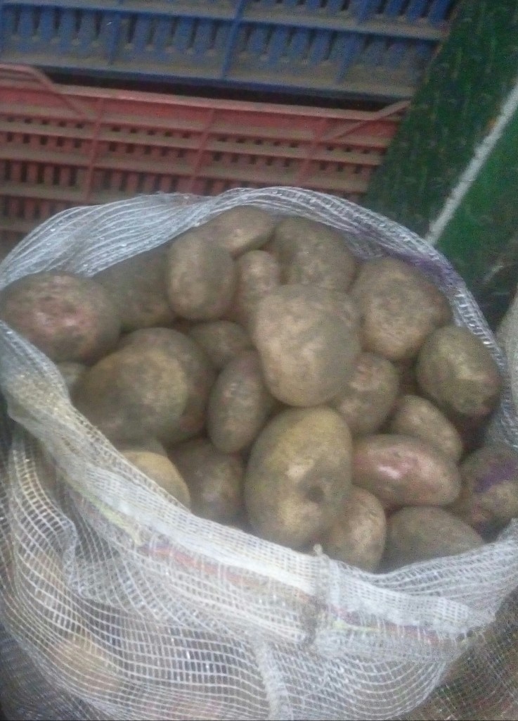Papa pastusa pareja
