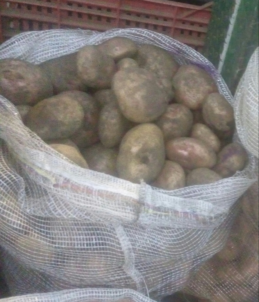 Papa  pastusa gruesa
