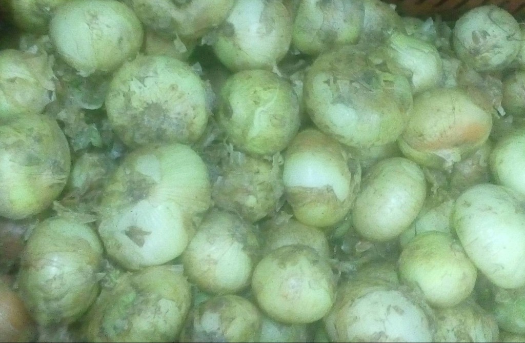 Cebolla cabezona