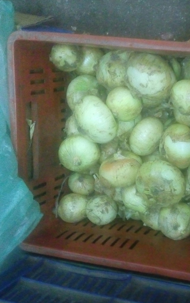 Cebolla cabezona