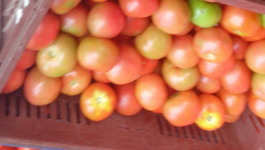 Tomate de segunda