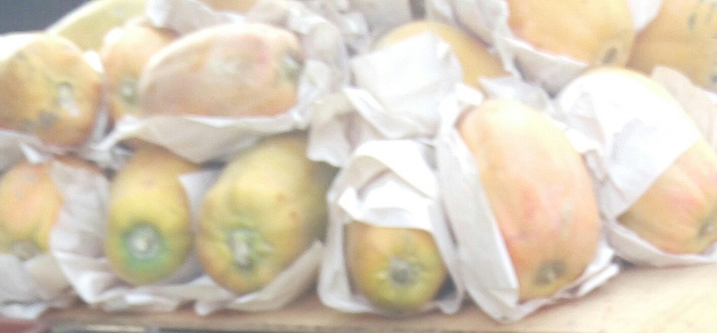 Papaya