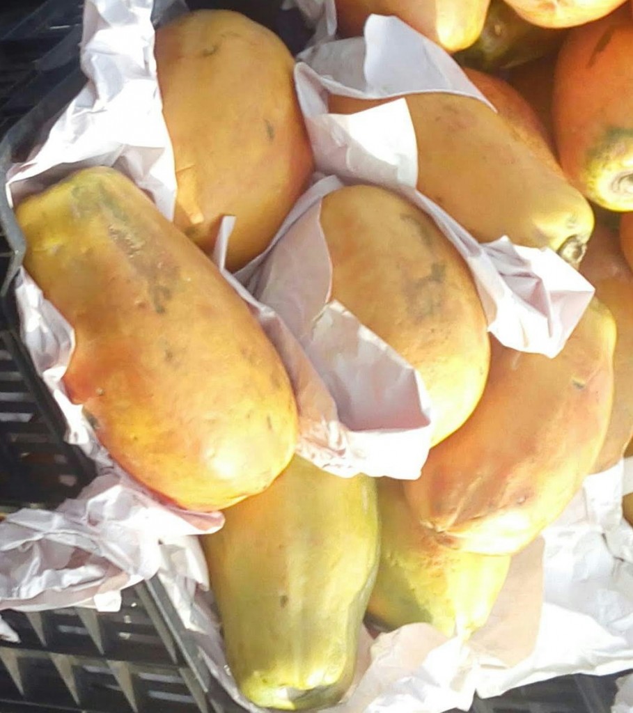 Papaya