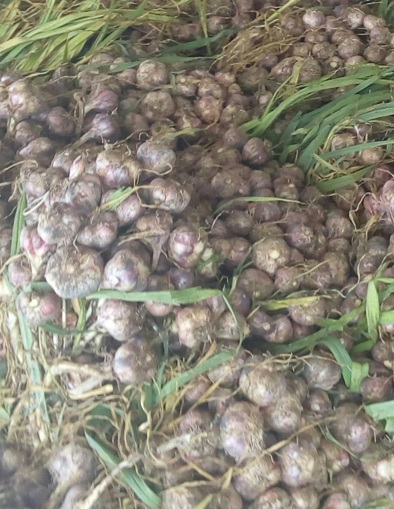 Ajó en rama