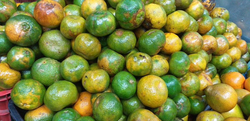 Mandarina oneco 2da