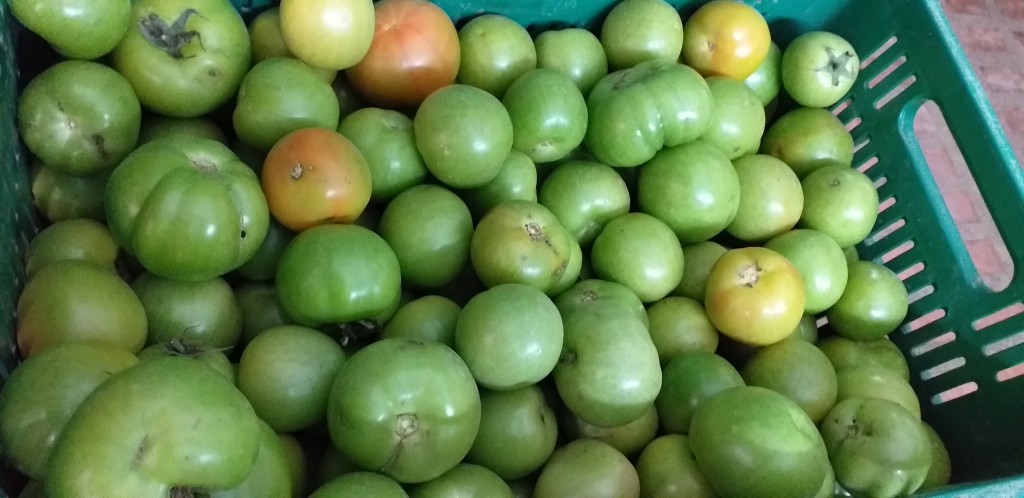 Tomate riñon
