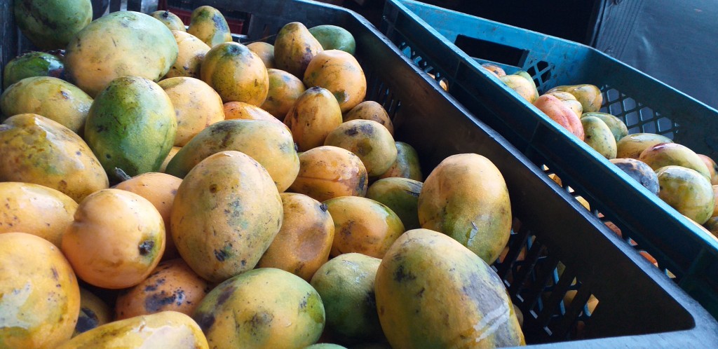 Mango criollo