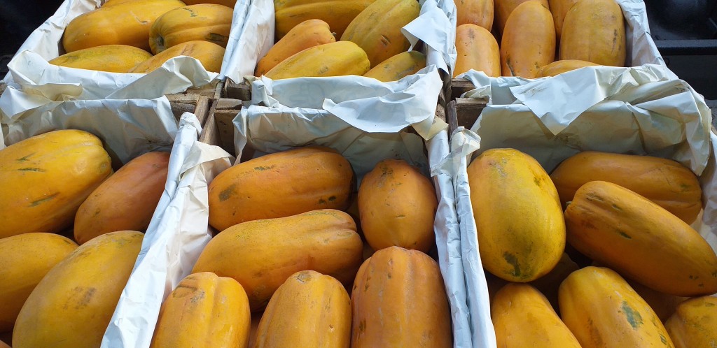 Papaya costeña