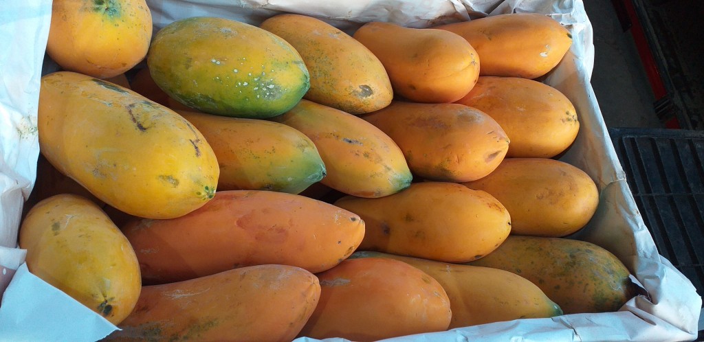 Papaya costeña delgada