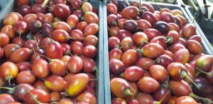 Tomate injerto