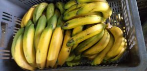 Banano criollo