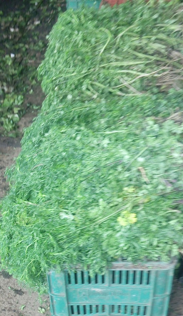 Cilantro