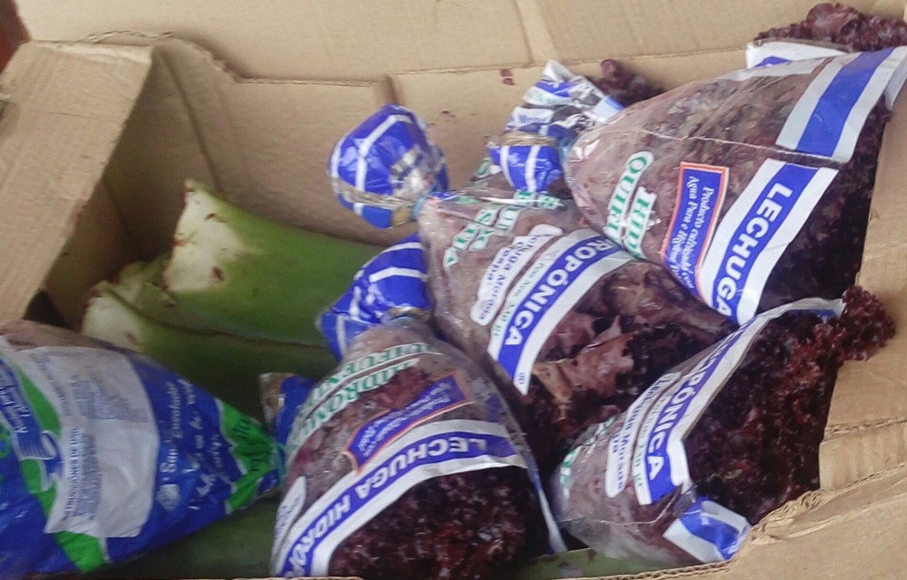 Lechuga crespa morada