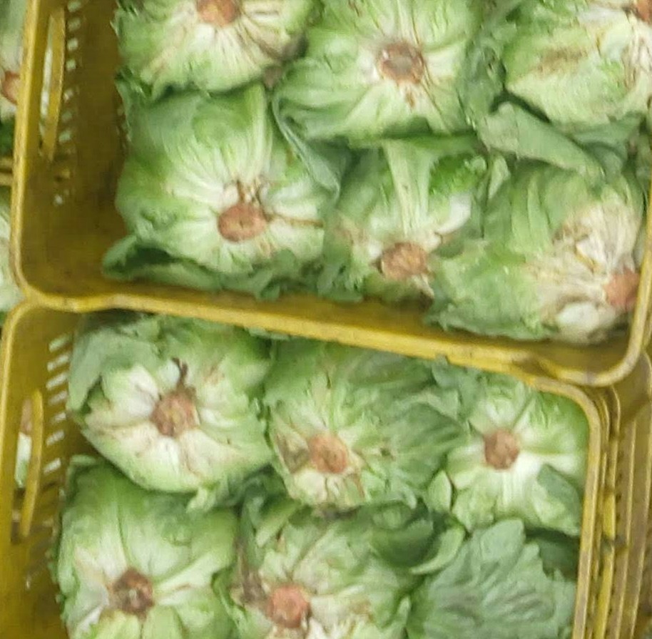 Lechuga Batavia