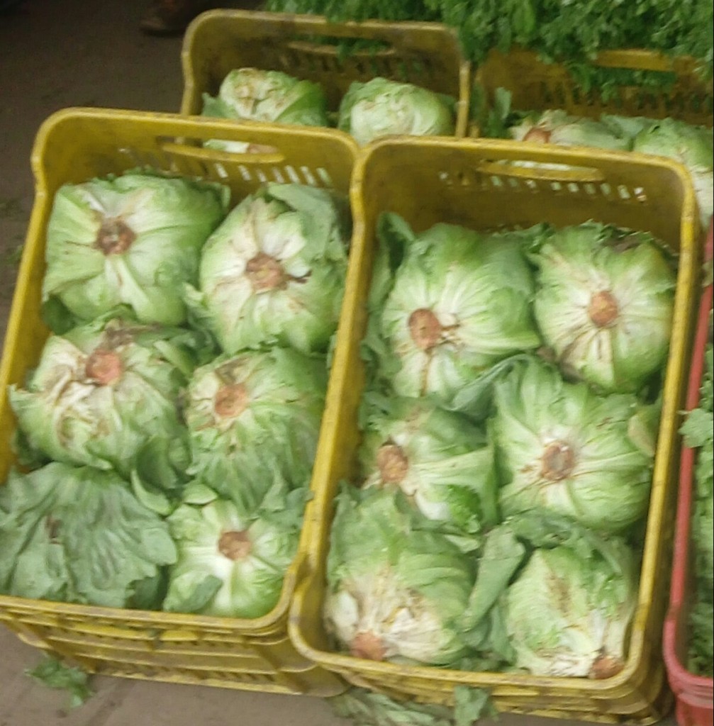 Lechuga Batavia fina