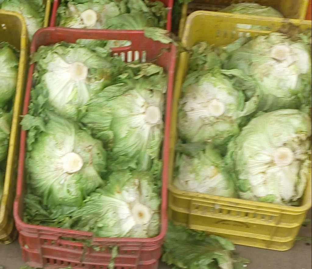 Lechuga bartavia