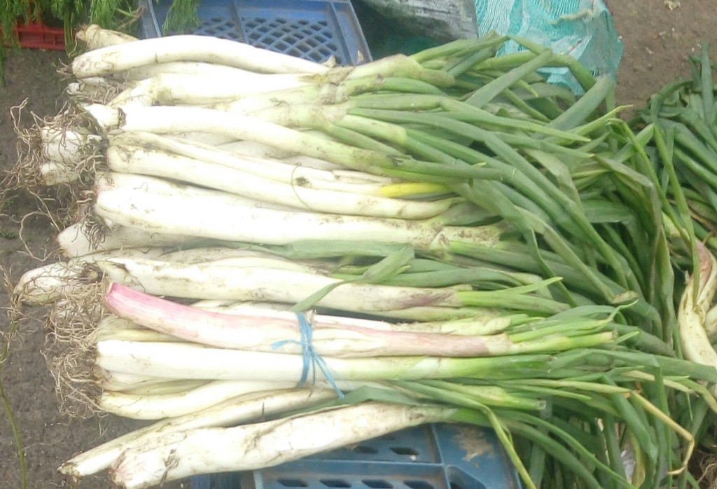 Cebolla larga