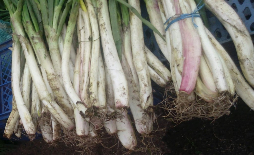 Cebolla larga fina