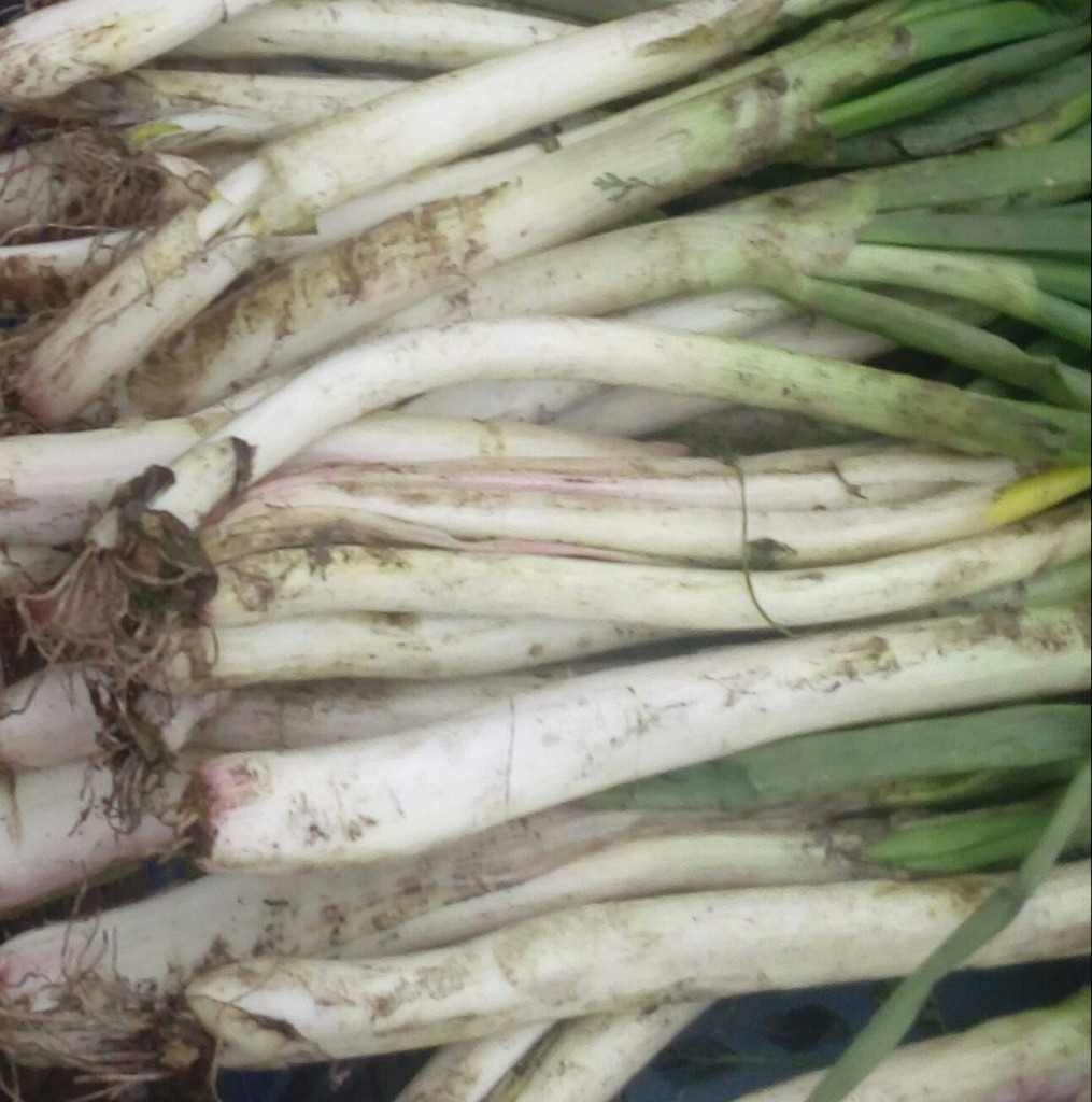 Cebolla larga gruesa