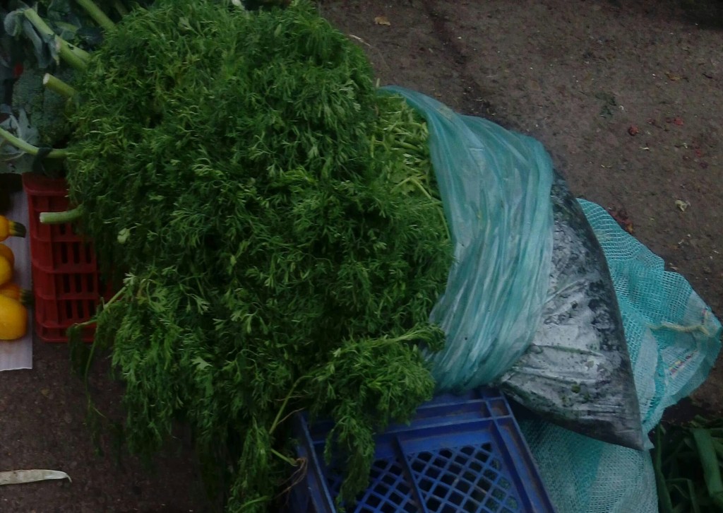 Cilantro