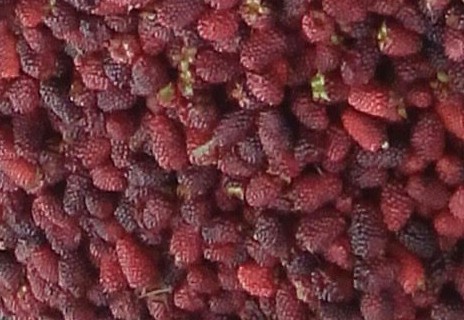 Mora
