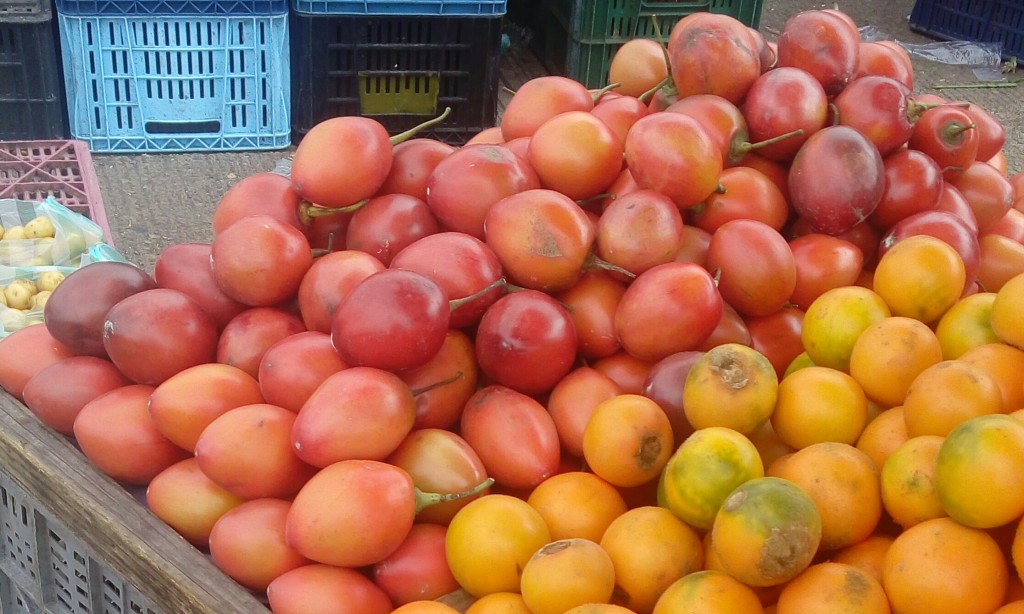 Tomate de árbol