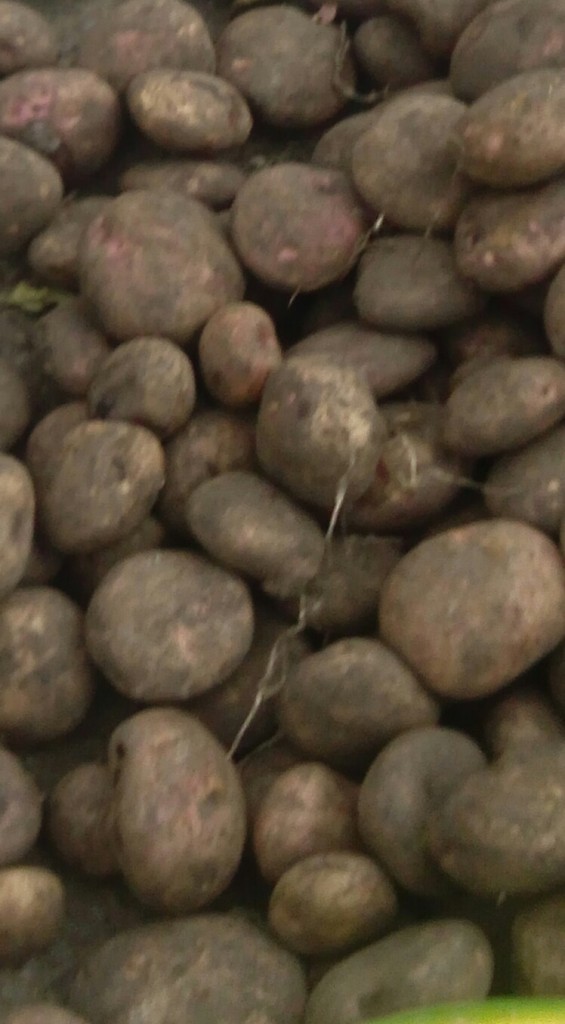 Papa pastusa