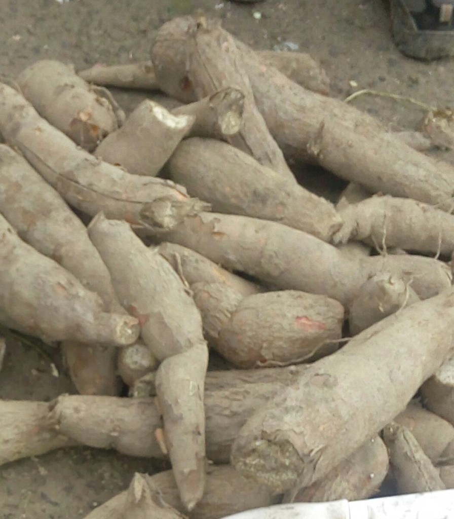Yuca