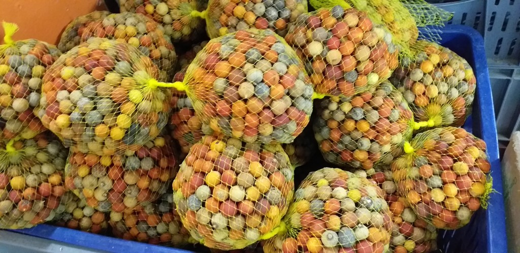 Corozo