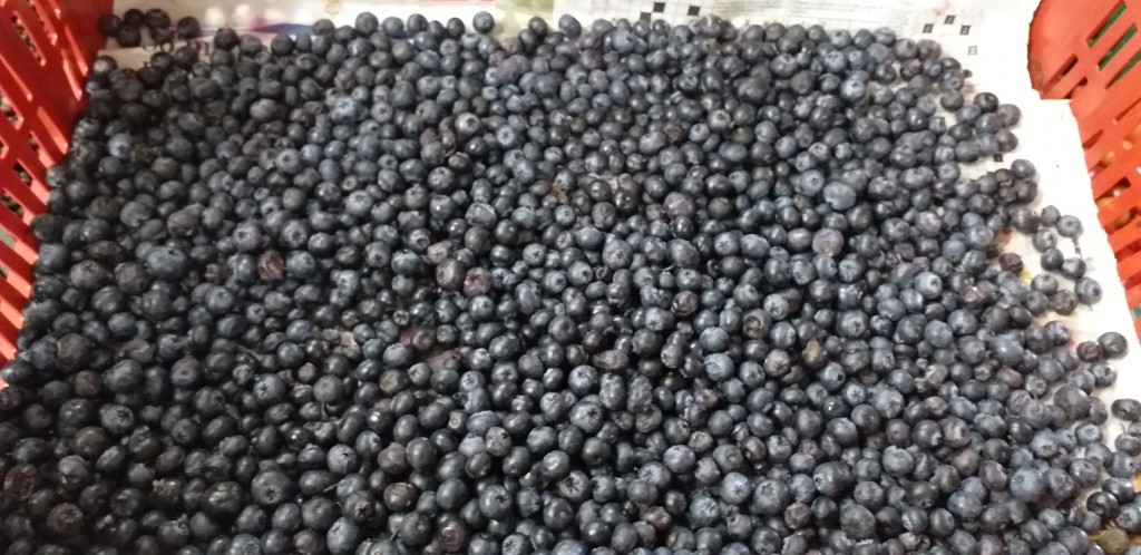 Arandanos