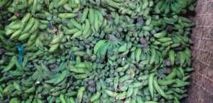 Platano verde 2da