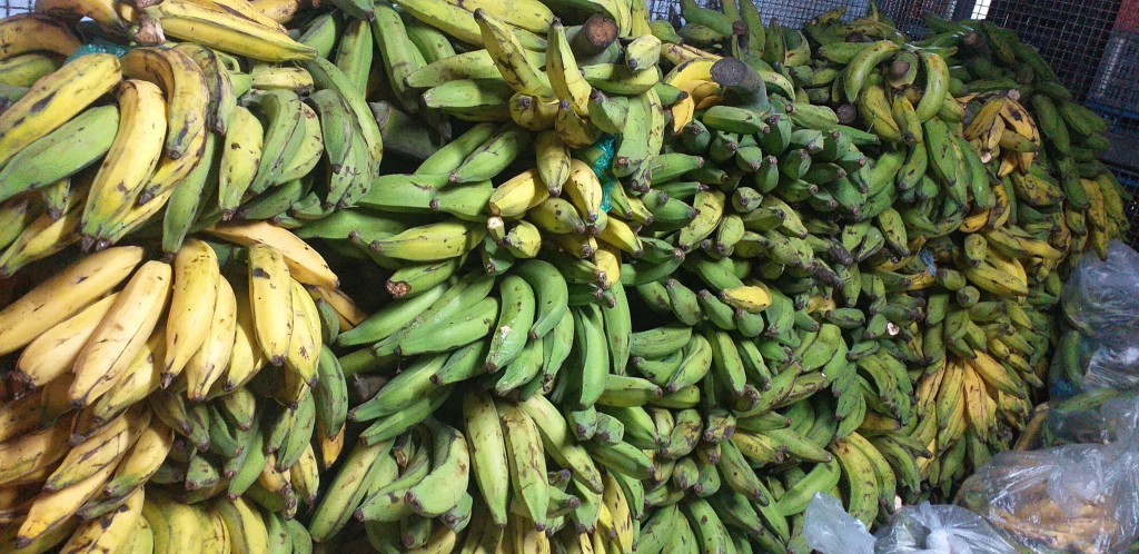 Platano pinton
