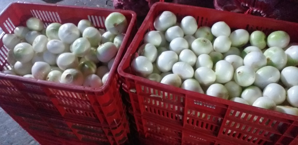 Cebolla blanca pelada