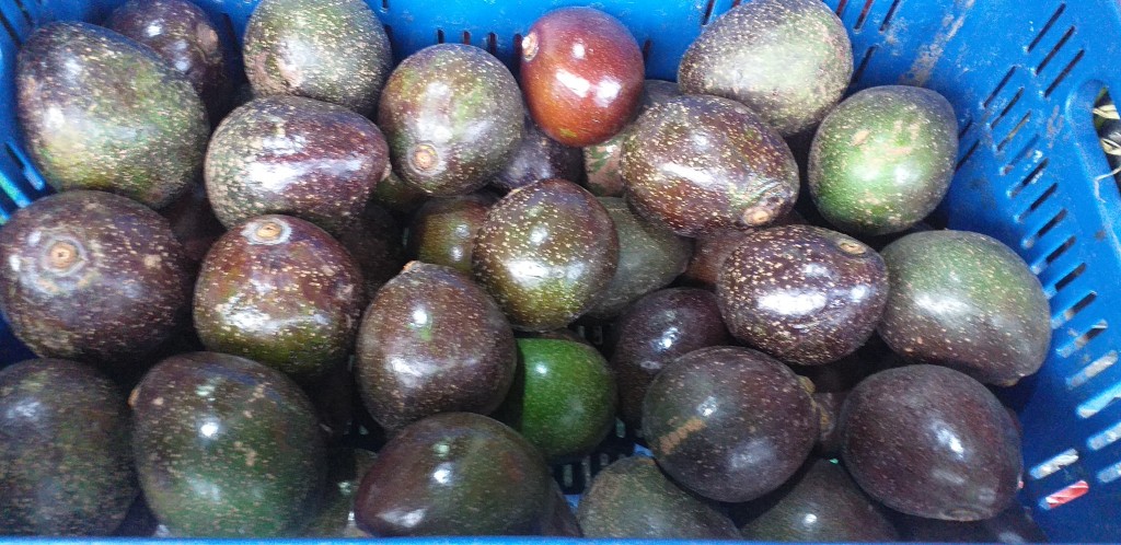 Aguacate colin reed