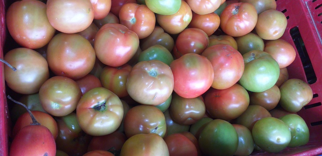 Tomate chonto extra