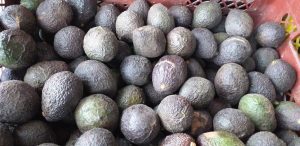 Aguacate hass
