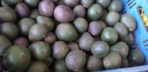 Aguacate hass delgado