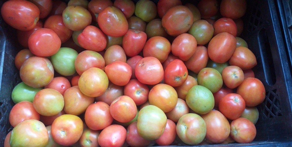 Tomate chonto parejo