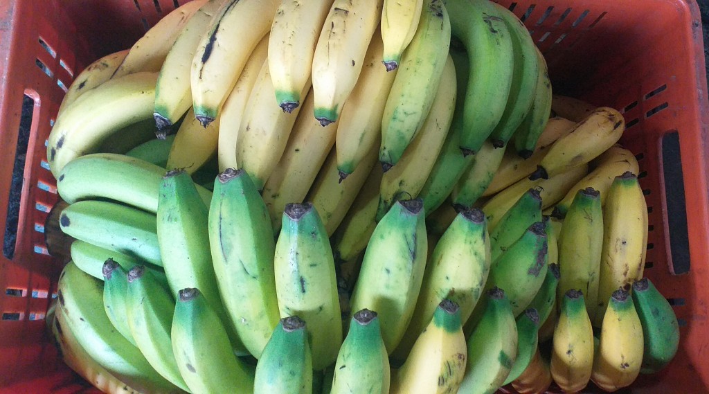 Banano criollo