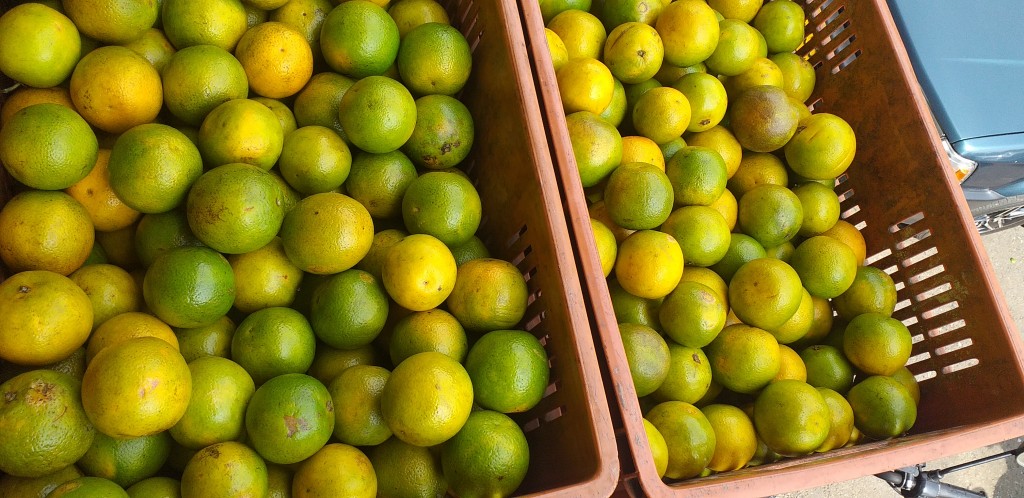 Naranja valencia 2da
