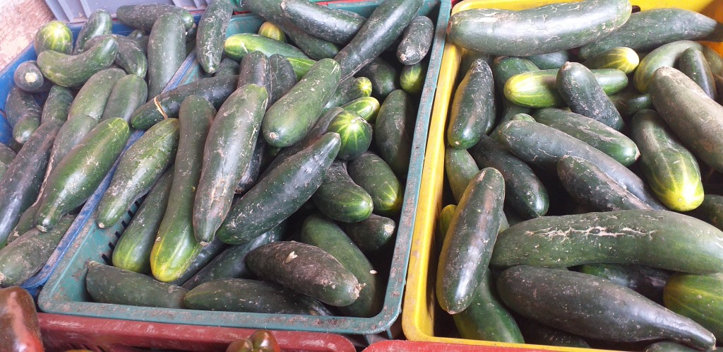 Pepino cohombro