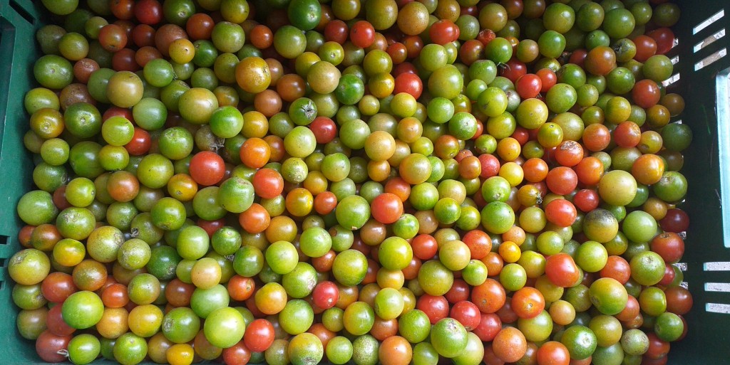 Tomate cherry