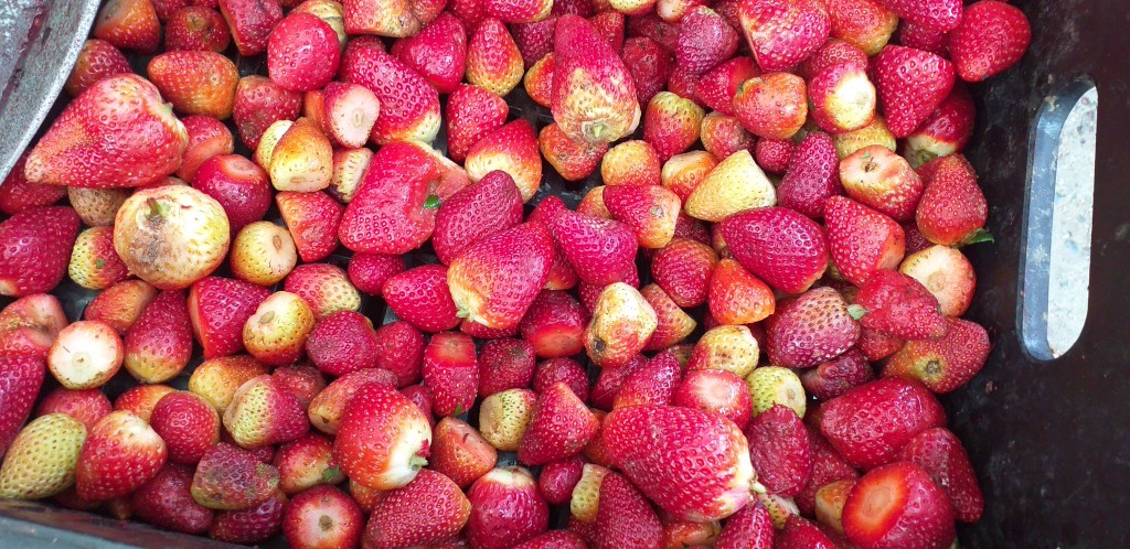 Fresa despitonada