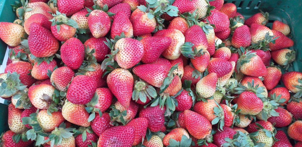Fresa jumbo