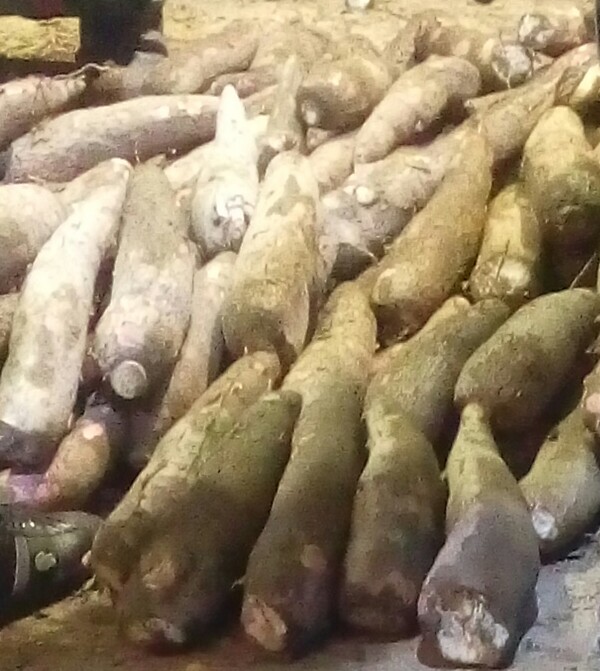 Yuca