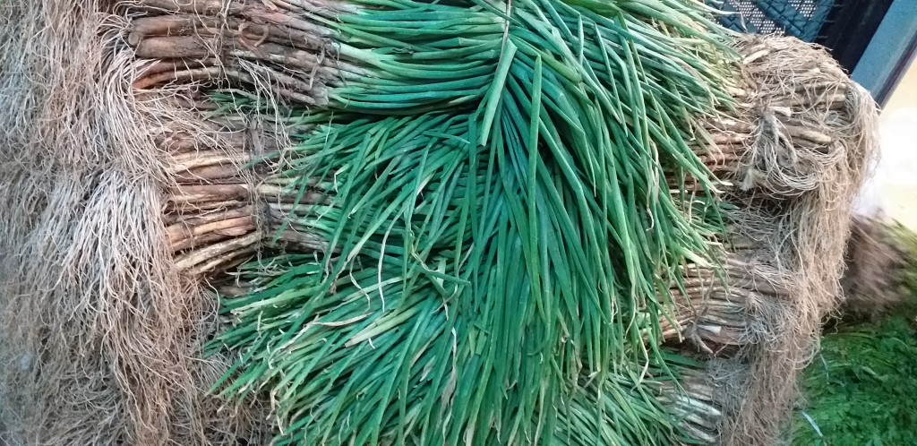 Cebolla de rama