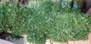 Cilantro