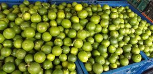 Limon criollo
