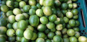 Limon tahiti