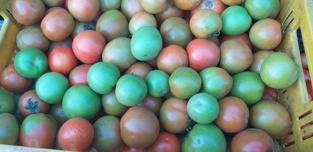 Tomate chonto semi extra